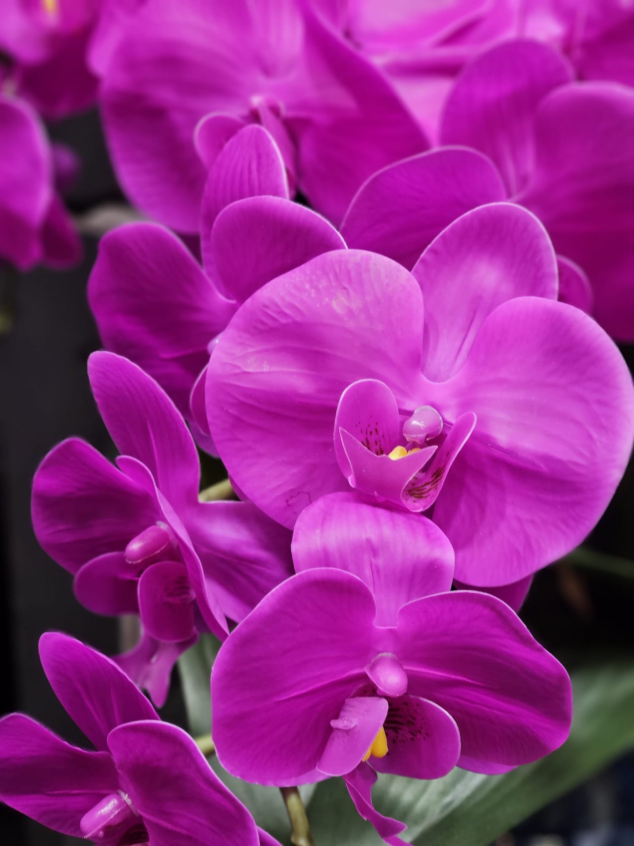 Cote Noire Luxury Giant Orchid Bouquet - Fuchsia in Ceramic Vase - GO09