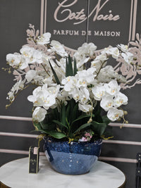 Cote Noire Luxury Giant Orchid Bouquet - White in Ceramic Vase - GO01
