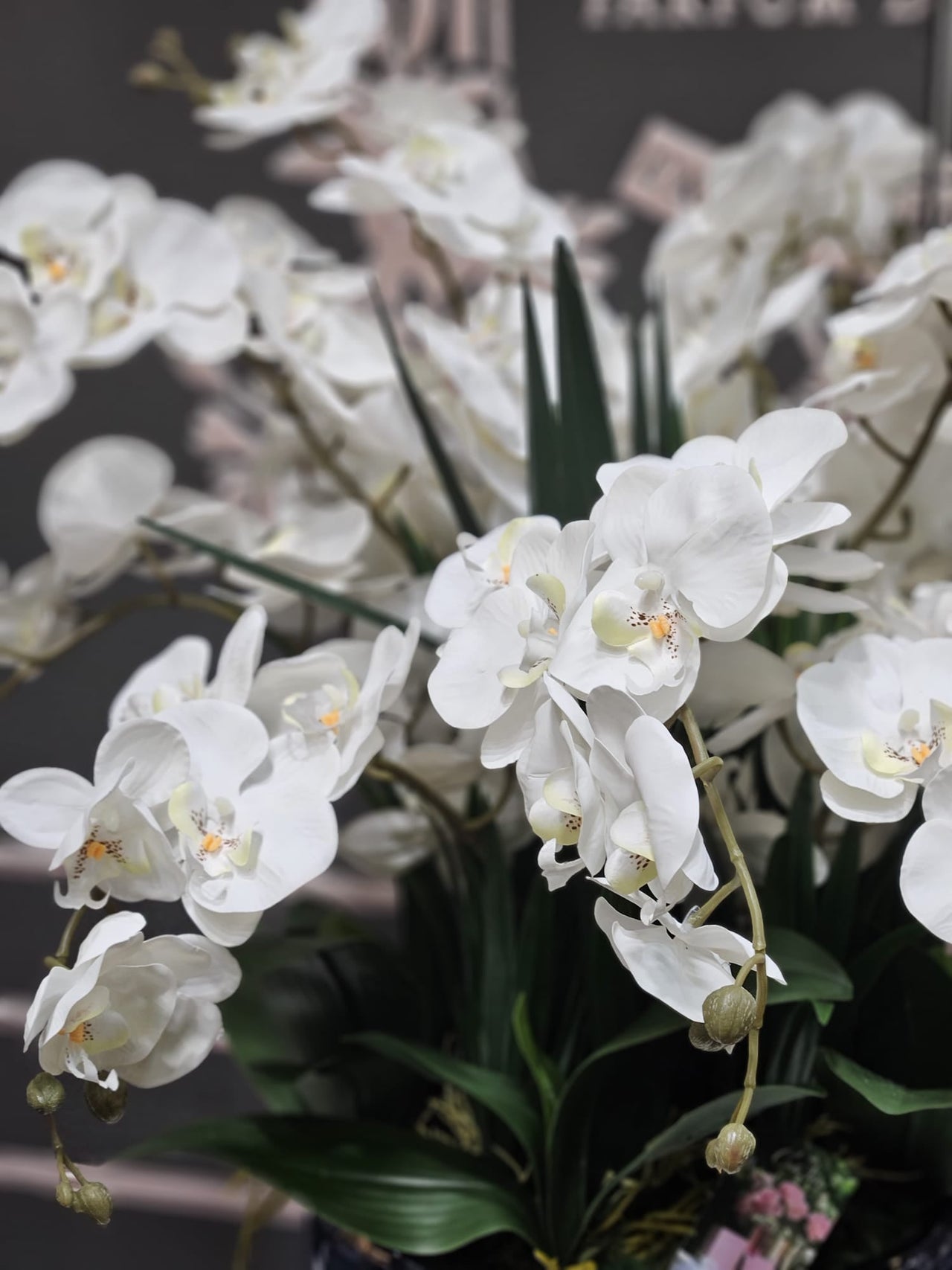 Cote Noire Luxury Giant Orchid Bouquet - White in Ceramic Vase - GO01