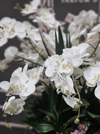 Cote Noire Luxury Giant Orchid Bouquet - White in Ceramic Vase - GO01