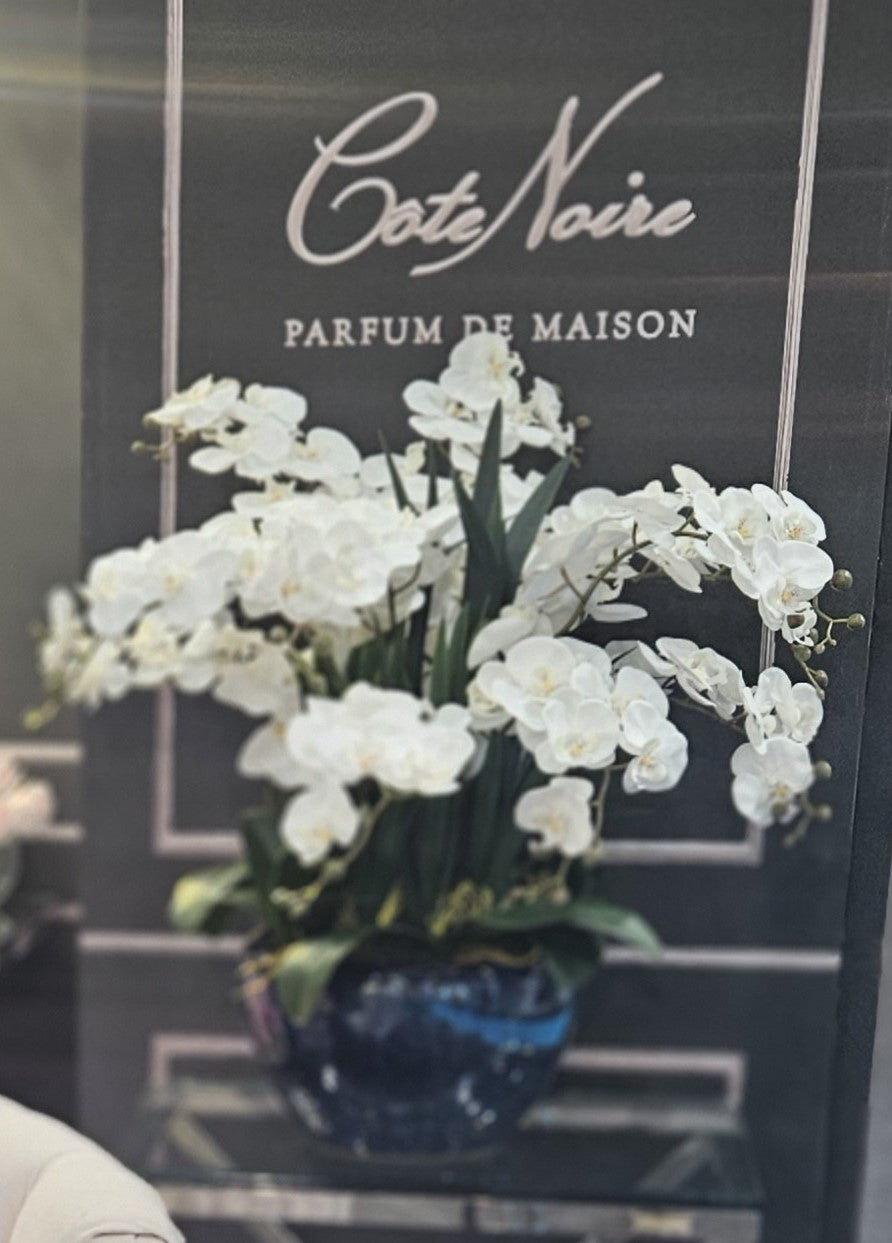 Cote Noire Luxury Giant Orchid Bouquet - White in Ceramic Vase - GO01
