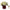 Cote Noire Herringbone Flower Red - Champagne Roses - LS28
