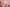 Cote Noire Herringbone Flower - Blush & White Roses - Clear - HCF07