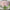 Cote Noire Herringbone Flower - Rose Buds - Clear - French Pink - HCF23
