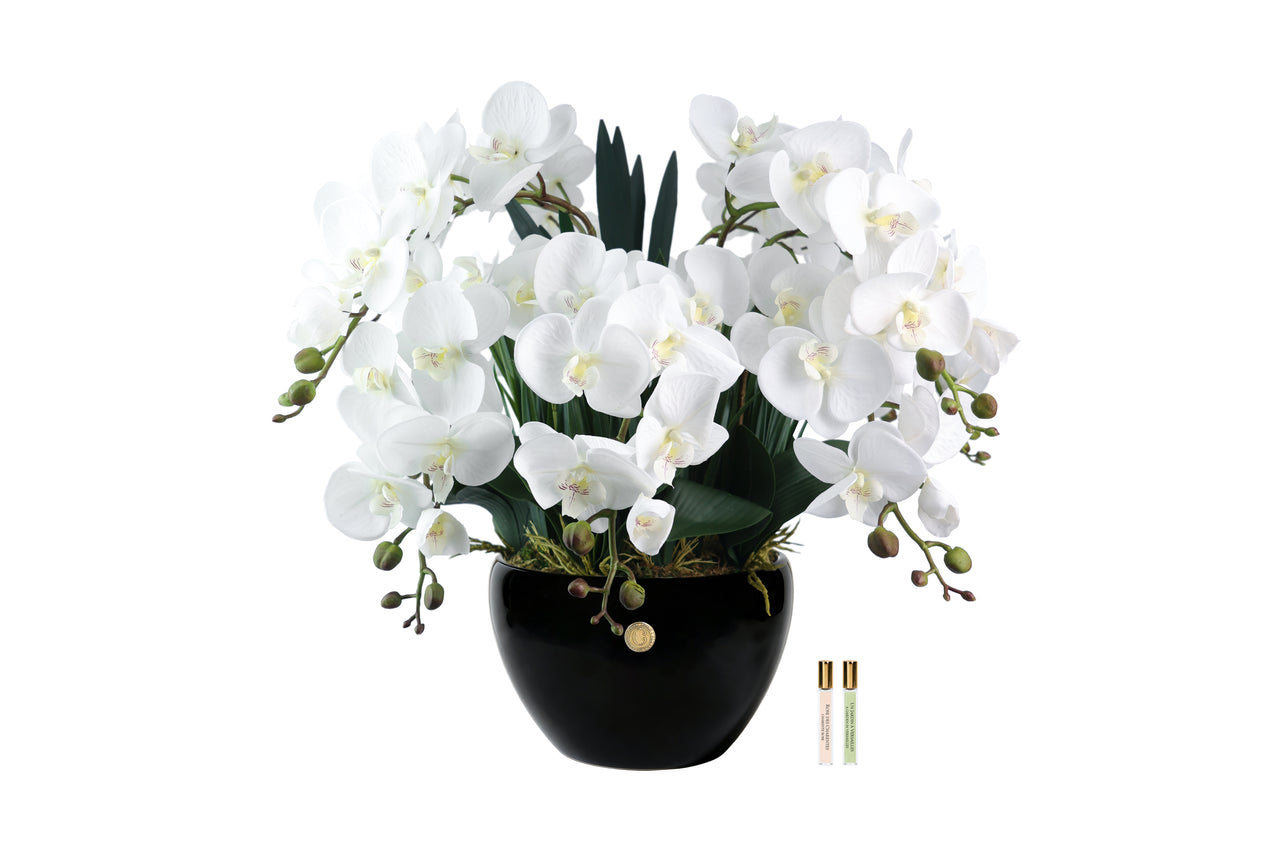 Cote Noire Luxury Giant Orchid Bouquet - White in Black Ceramic Vase - GO01