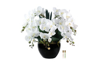 Cote Noire Luxury Giant Orchid Bouquet - White in Black Ceramic Vase - GO01