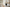 NEW - Cote Noire - Imperial French Roses - White / Black  - IMPFR02