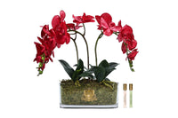 NEW - Cote Noire Oval ORCHID - Red - OOV14