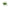 Cote Noire Oval Tulips - White - OT01