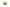 Cote Noire Oval Tulips - Yellow - OT04
