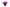 Cote Noire Luxury Giant Orchid Bouquet - Fuchsia in Ceramic Vase - GO09